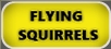 Verminators Flying Squirrel Removal Gainesville